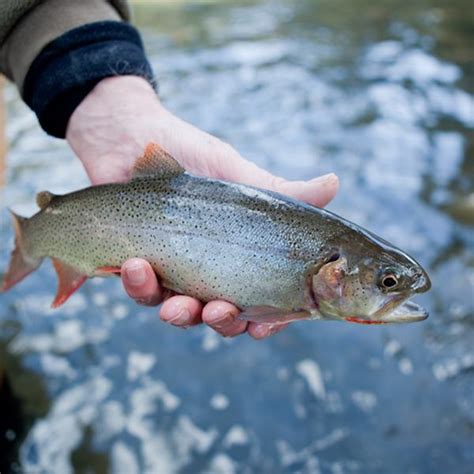 yellowstone national park fishing license
